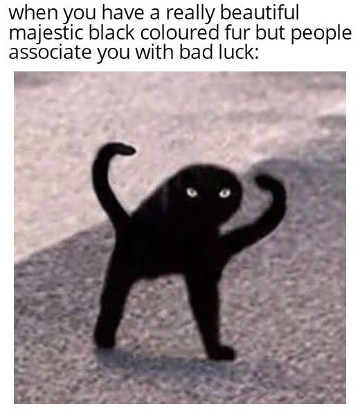 black cat being weird